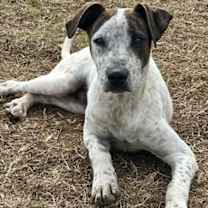 Thumbnail photo of Pup Larry #4