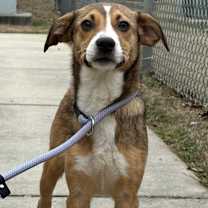 Thumbnail photo of Pup Daisy #1