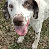 Thumbnail photo of Marshall #1