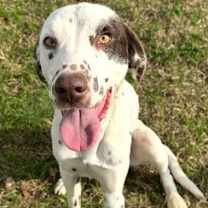 Thumbnail photo of Marshall #4