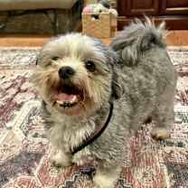 Thumbnail photo of Pepper #1