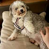 Thumbnail photo of Pepper #4