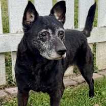 Thumbnail photo of Molly #4