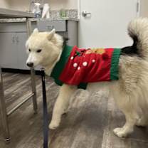 Thumbnail photo of Bruce #3