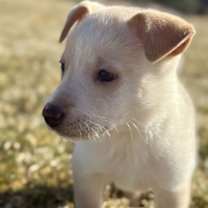 Thumbnail photo of Acciari / Daphne #4