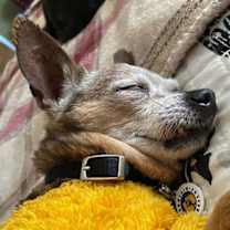 Thumbnail photo of Taco #3