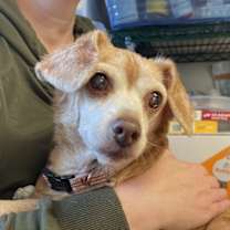 Thumbnail photo of Cordelia #1