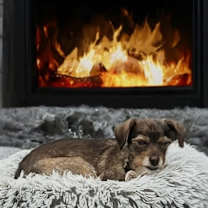 Thumbnail photo of Cantiflas-Adorable Scruffer! #2