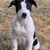 Thumbnail photo of Flustard #2