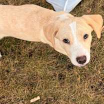 Thumbnail photo of Foona-Lagoona Baboona #1