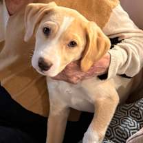 Thumbnail photo of Foona-Lagoona Baboona #2