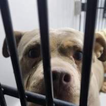 Thumbnail photo of Hydrangea #1