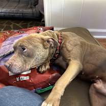 Thumbnail photo of Silas #3