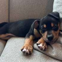 Thumbnail photo of (en) Rudolph #2