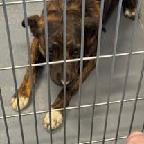 Thumbnail photo of Nala #2