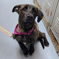 Thumbnail photo of Lady Bug #1