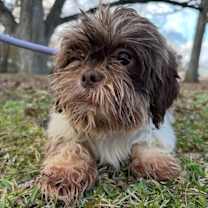 Thumbnail photo of Wallace (aka Grommet) #1