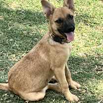 Thumbnail photo of Faran #1