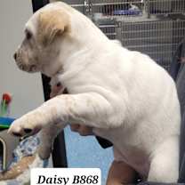 Thumbnail photo of Daisy B868 #2