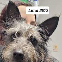 Thumbnail photo of Luna B873 #1