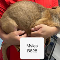 Thumbnail photo of Myles B828 #3