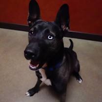 Thumbnail photo of Boris #3