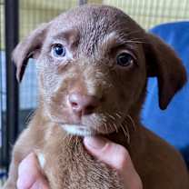 Thumbnail photo of Livingston #1