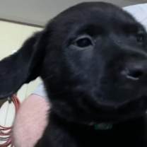 Thumbnail photo of Lewis #2