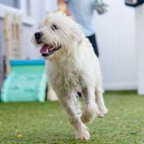 Thumbnail photo of Kipa #4