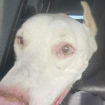 Thumbnail photo of Bluey #3