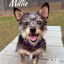 Thumbnail photo of Millie #1