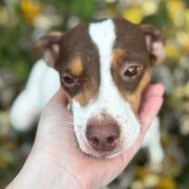 Thumbnail photo of Willow #3