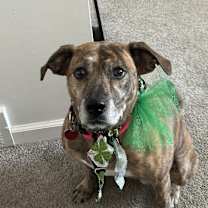 Thumbnail photo of Athena #2