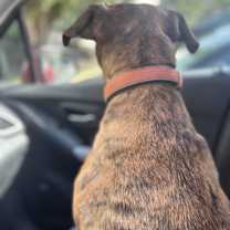 Thumbnail photo of Athena #4