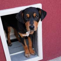 Thumbnail photo of Shobu #2