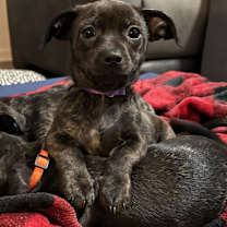 Thumbnail photo of Violet #1