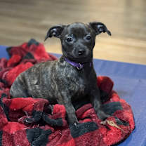 Thumbnail photo of Violet #4