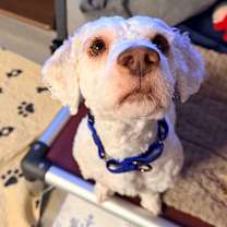 Thumbnail photo of Kiko #3