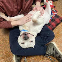 Thumbnail photo of Porky #3