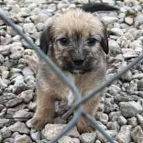 Thumbnail photo of The D Pups #1