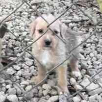 Thumbnail photo of The D Pups #2