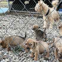 Thumbnail photo of The D Pups #4