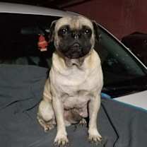 Thumbnail photo of Pookie #1