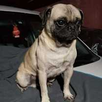 Thumbnail photo of Pookie #2