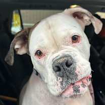 Thumbnail photo of Bonnie #2