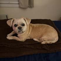 Thumbnail photo of Gingerbread #2