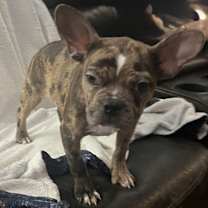 Thumbnail photo of Tetrazzini #4