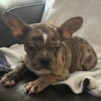 Thumbnail photo of Tetrazzini #1