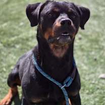 Thumbnail photo of STELLA #2