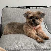 Thumbnail photo of Fifi #1